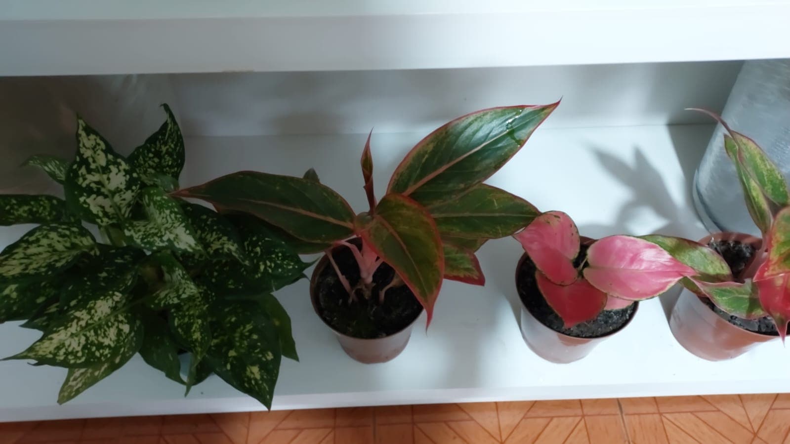 Aglaonema natural