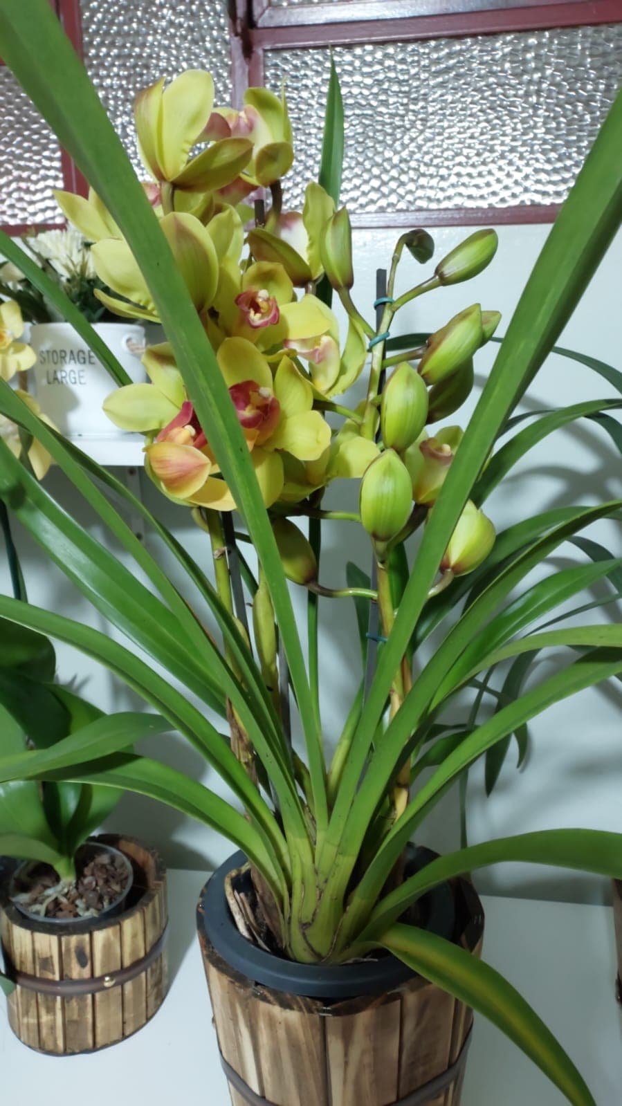 Orquídea e Cymbidium