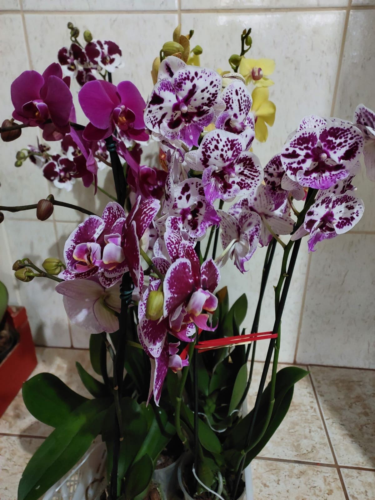 Orquídea Phap