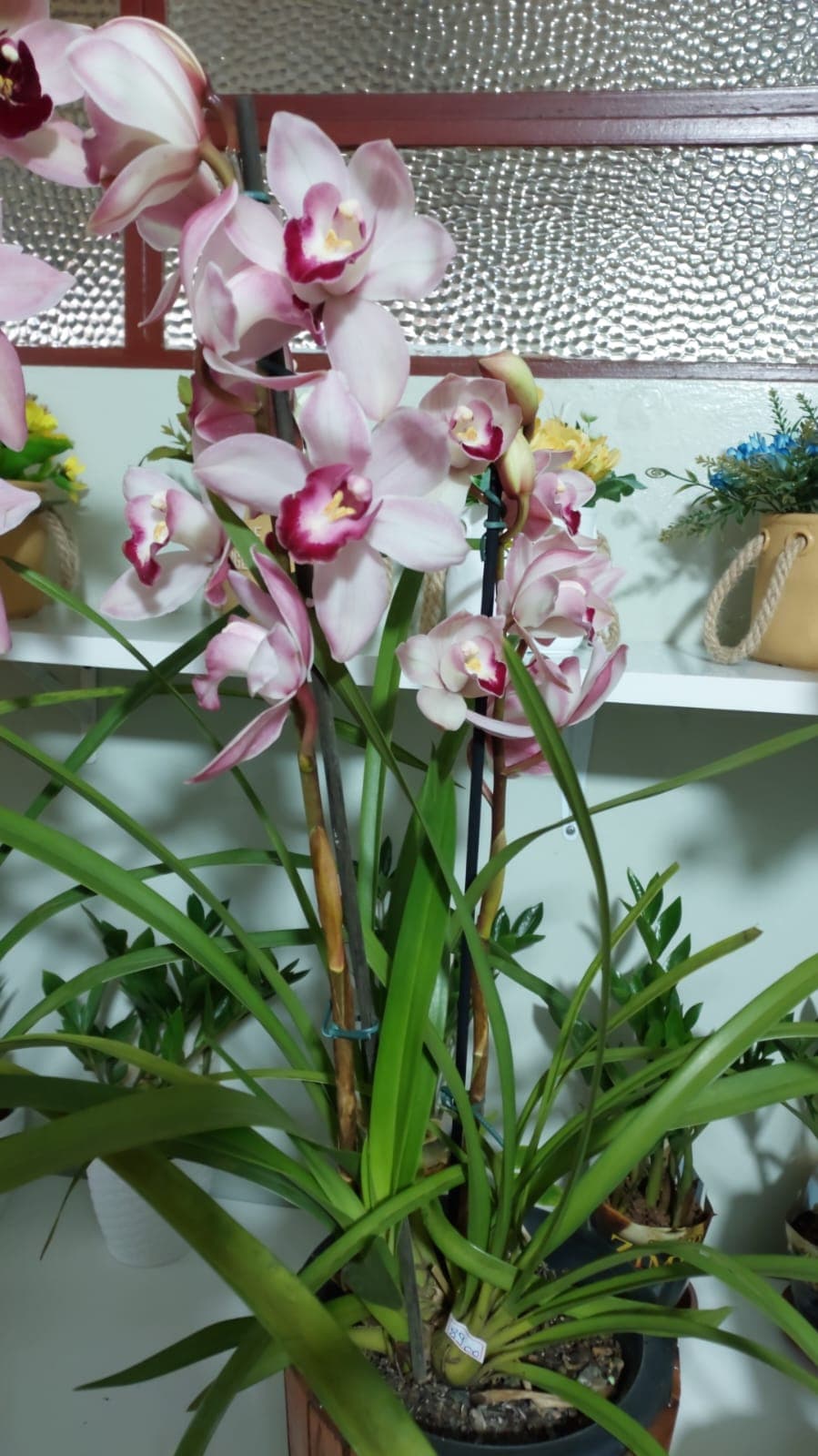 Orquídea e Cymbidium