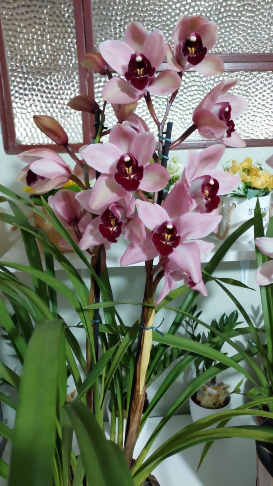 Orquídea e Cymbidium em outra perspectiva