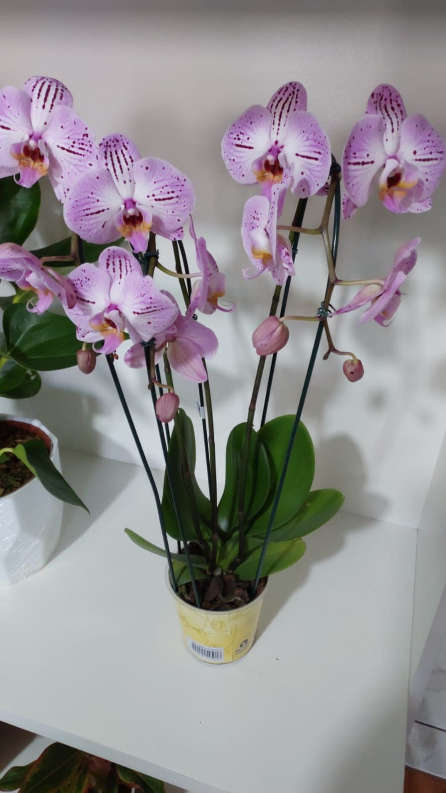 Orquídea Phap em cascata