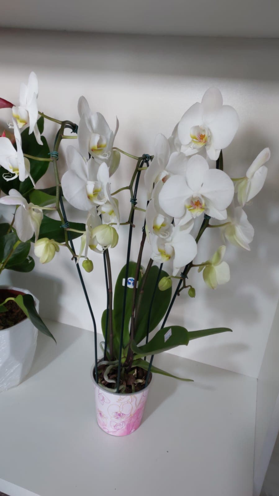 Orquídea Phap em cascata em outra perspectiva